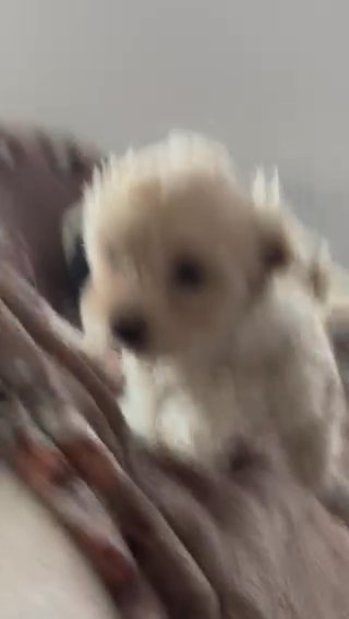 Maltipoo Puppy