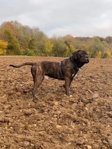 Cane Corso x American Bulldog