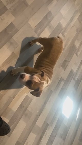 Pocket bully Female in Bradford