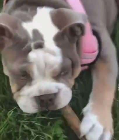 English Bulldog Pup in Bristol