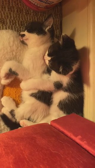 2 KITTENS FOR SALE