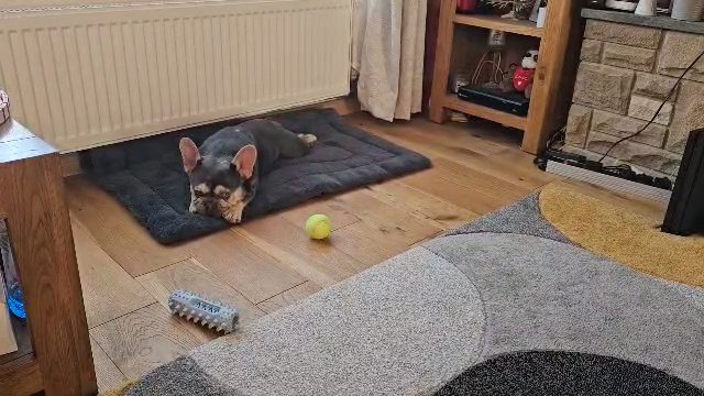 Mating  French bulldog in Wolverhampton