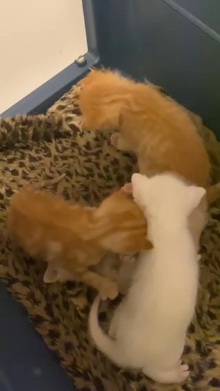 Mix Breed Kittens in Birmingham
