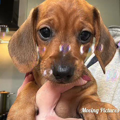 Stunning Dachshund Puppies ! 2 Puppies left ! in Chorley
