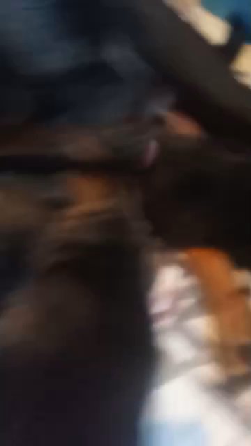 rottweiler X amircan akita in Wolverhampton