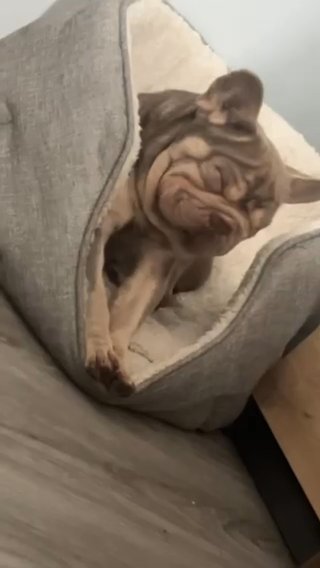 Big Rope Frenchie in London