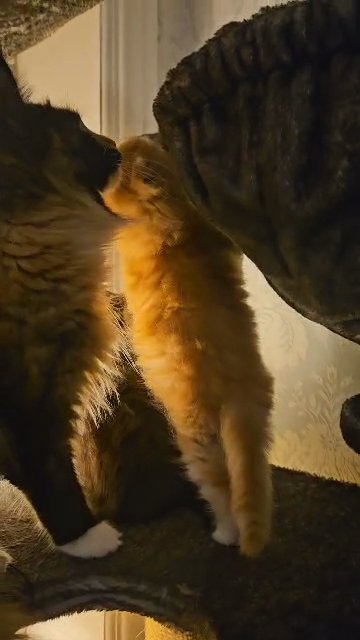2 male Maine Coons in Blackburn with Darwen