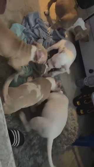 Standard American Bully Pups Ready To Go in Croydon