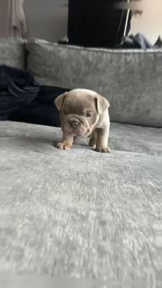 English Bulldog Female - Darla in Manchester