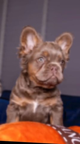 French Bulldog in London