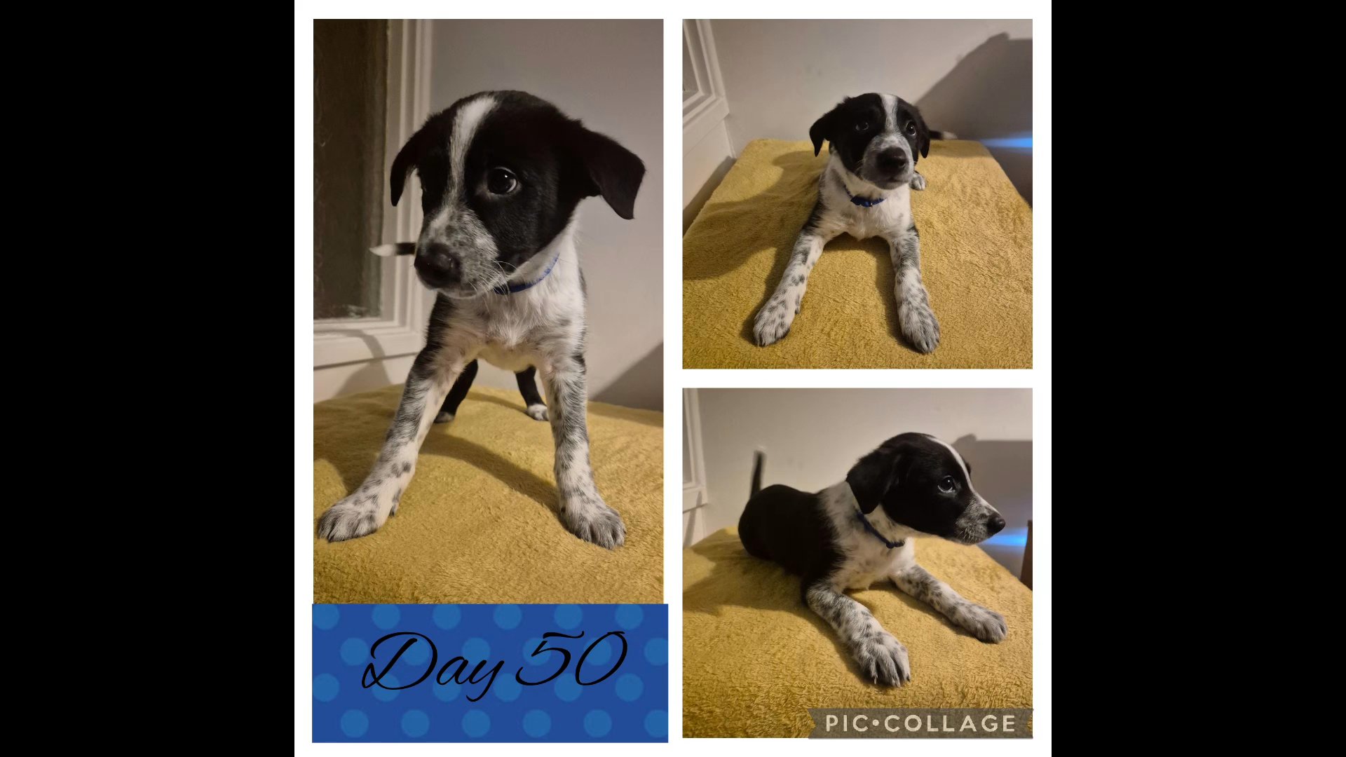 DNA Tested Border Collie in Rhondda Cynon Taf