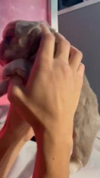 FLUFFY FRENCH BULLDOG in Tonbridge and Malling