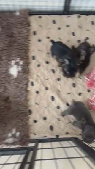 KC Fluffy And Big Rope French Bulldogs in North Lincolnshire