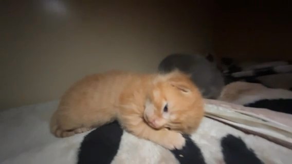 Siberian Mix Kittens For Sale! 2 Left!!! in Leeds