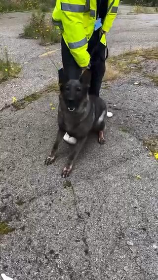 Security Pups in Aberdeenshire