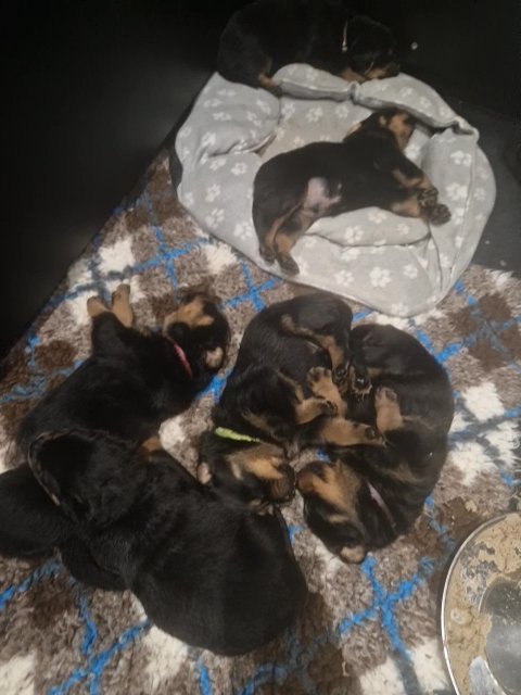 Rottweiler Kc Registered Fully Health Tested Parents in Birmingham