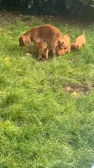 King Charls Cavalier Ruby Gold in Shropshire