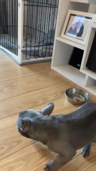 LILAC FRENCH BULLDOG in London