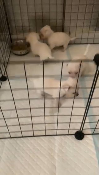 Chihuahua Puppies 7 Weeks Old Seeking Forever Homes in London