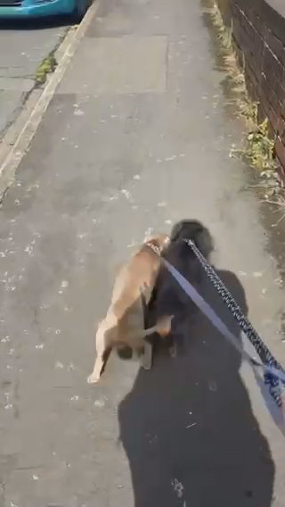 2 mini dachshunds in Birmingham