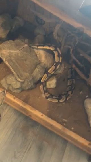 2 Royal Pythons And Set Up in Hyndburn
