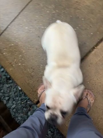 French Bulldog Cream in Norfolk