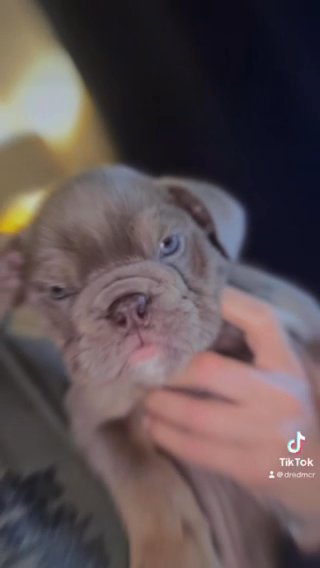 English Bulldog Nora in Manchester