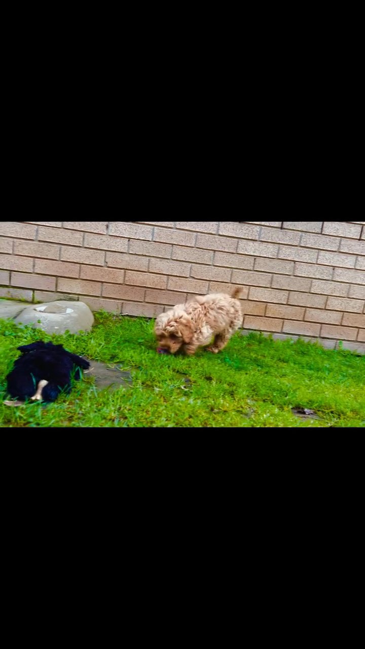 cavoodle looking for homes in British Forces