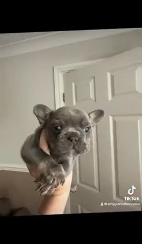 Lilac And Tan French Bulldog in Sheffield