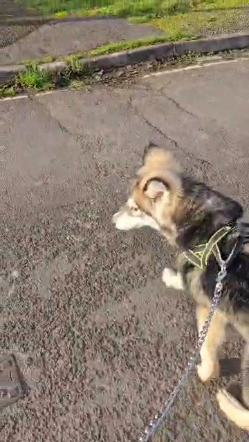 rover 7 month male  fluffy husky in Hampshire