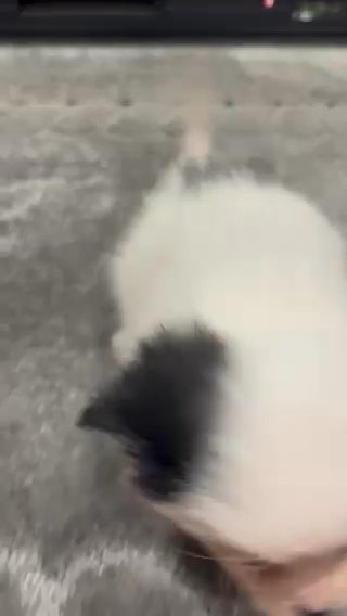 Miniature Pomeranian Female in Wycombe