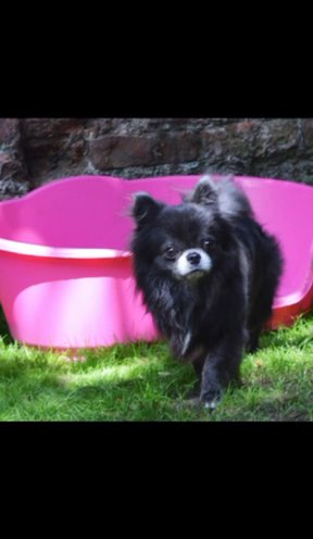 Kc Reg Longcoat Chihuahua Adult Male in North East Lincolnshire