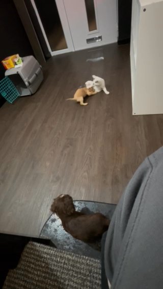 Spaniel Puppys in Kingston upon Hull
