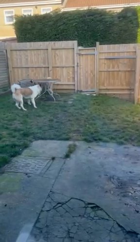 Super Sweet Akita In Need Of A Home. Absolutely Fabulous Dog!! in Blaenau Gwent