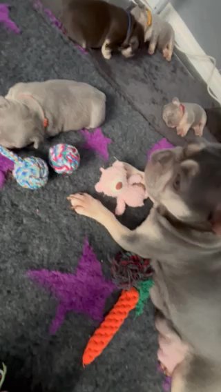 Only 2 Left Available Now Stunning KC Reg French bulldog Puppies in Staffordshire