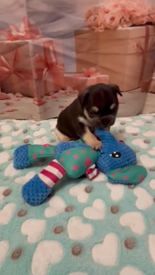 2 Left Stunning KC Registered French Bulldog Puppies in Staffordshire