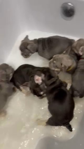 Ready Now 2 Left Stunning KC Registered French Bulldog Puppies in Staffordshire