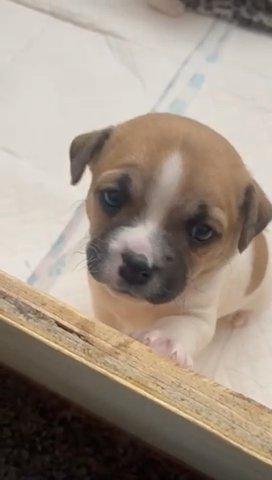 Jug Pups, 2 Boys - Ready 6th December in Derby