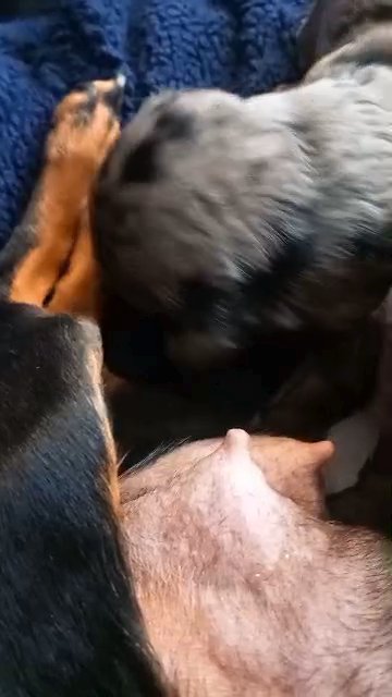 5* Black Male Doxiepoo in Manchester