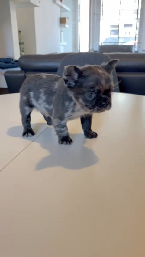 full fluffy frenchies in Birmingham