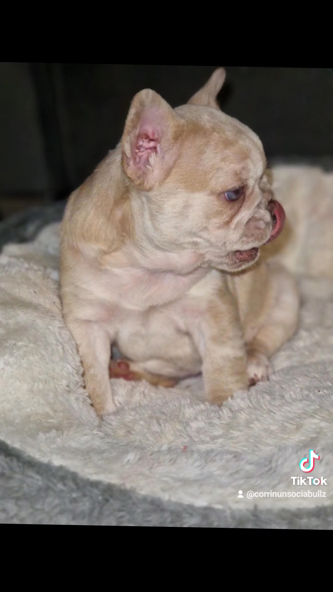 french bulldog in Denbighshire