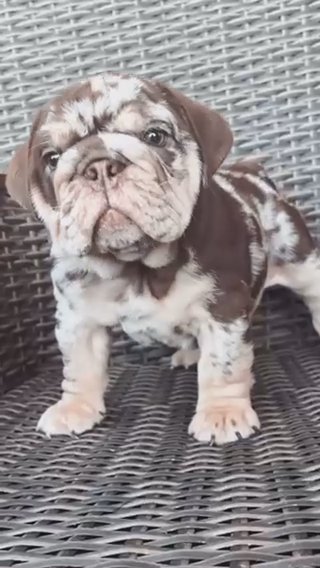 Chocolate Merle English Bulldog Male! in Warwick