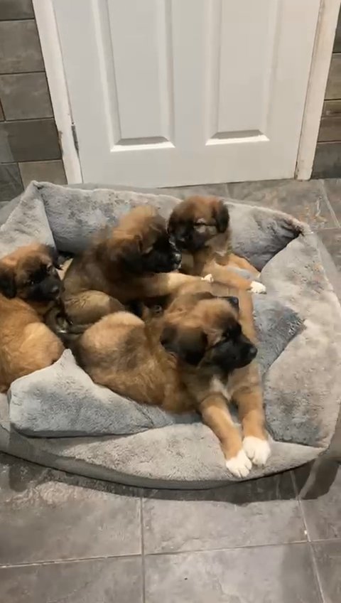 1 boy 1 girl remaining leonburger pups in Birmingham