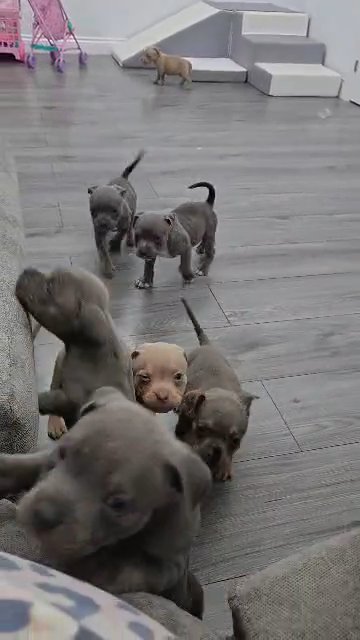 pocket bullies in Coventry