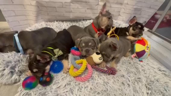 Last 2 Redued Last 2 Left Available Now Kc Registered French Bulldog Puppies in Staffordshire