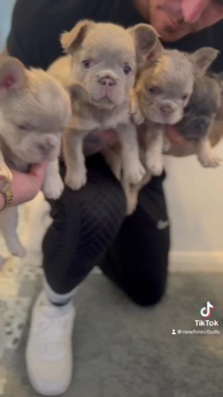 Fluffy French Bulldogs And Carriers in Southampton