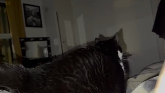Lovely Cats For A Good Home in Leeds