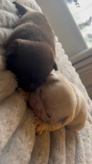Solid Chocolate Male And Soild Pink Female Pugs in Bury