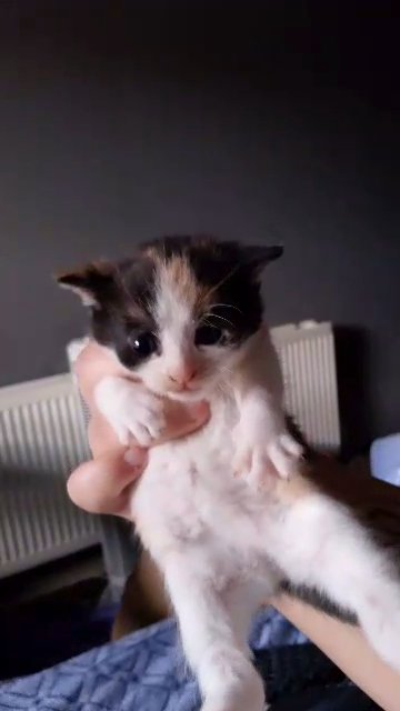 kittens in Derby