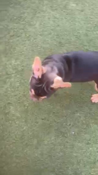 Female Frenchie.  KC Reg ready Now in Hastings